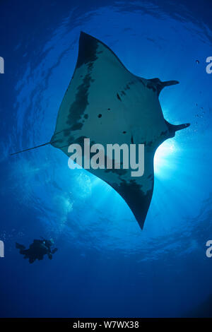 Giant Manta Ray (Manta birostris) and diver, San Benedicto Island, Revillagigedo Archipelago Biosphere Reserve (The Socorro Islands), Pacific Ocean, western Mexico. Vulnerable species. Stock Photo