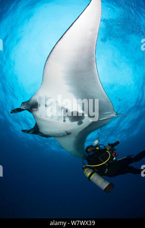 Giant Manta Ray (Manta birostris) and photographer, San Benedicto Island, Revillagigedo Archipelago Biosphere Reserve (Socorro Islands), Pacific Ocean, Western Mexico. Vulnerable species. Stock Photo