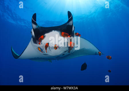 Giant Manta Ray (Manta birostris) at cleaning station with Clarion Angelfish (Holacanthus clarionensis) San Benedicto Island, Revillagigedo Archipelago Biosphere Reserve (The Socorro Islands), Pacific Ocean, western Mexico. Both species vulnerable. Stock Photo
