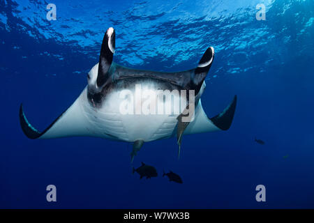 Giant Manta Ray (Manta birostris) with remoras attached, San Benedicto Island, Revillagigedo Archipelago Biosphere Reserve (The Socorro Islands), Pacific Ocean, western Mexico. Vulnerable species. Stock Photo