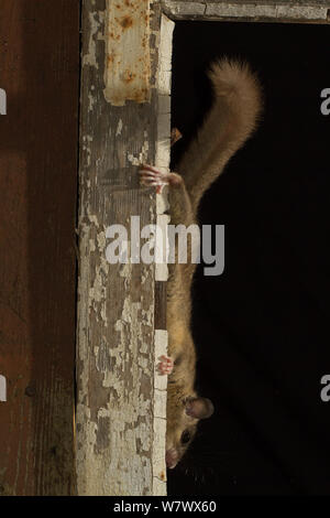 Fat / Edible dormouse (Glis glis) on an old window, captive Stock Photo