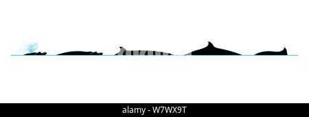 Illustration of Blainville’s Beaked Whale / Atlantic Beaked Whale (Mesoplodon densirostris) surface profile with blow and dive sequence. Stock Photo