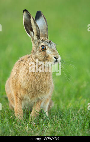 European Hare (Lepus europaeus) leveret, UK, June. Stock Photo