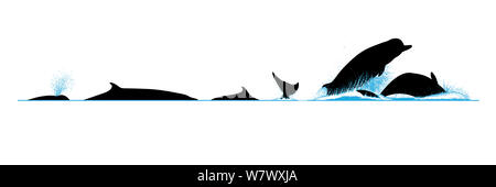 Illustration of the surface profile with blow and diving behaviour of North Atlantic Bottlenose Whale (Hyperoodon ampullatus). Stock Photo