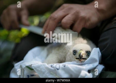Northern goshawk (Accipiter gentilis) nestling having measurements taken during ringing. Berlin, Germany. June 2014.