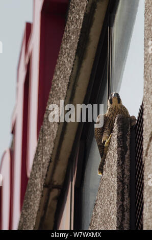 Peregrine falcon (Falco peregrinus), juvenile perched on building. Bristol, UK. June. Stock Photo