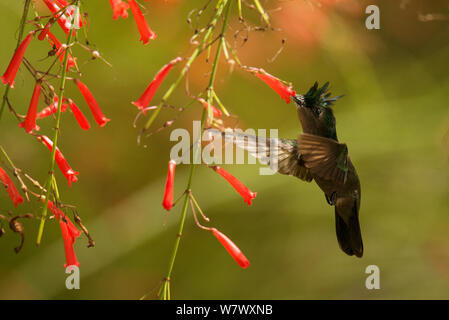 Antillean crested hummingbird (Orthorhyncus cristatus) in flight. Anse Chastenet, Saint Lucia. Stock Photo