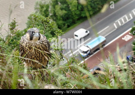 Peregrine falcon (Falco peregrinus), juvenile perched on cliff with busy road and river in background. Avon Gorge, Bristol, UK. June. Runner up in Terre Sauvage Nature&#39;s Images Awards 2013, Urban category. Stock Photo