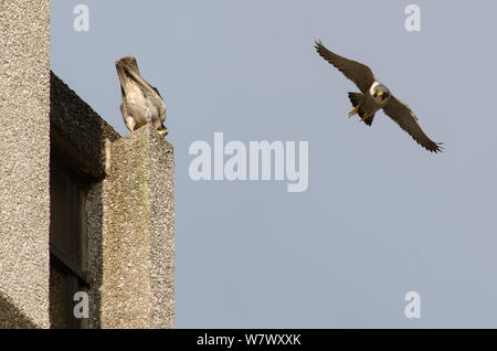 Peregrine falcon (Falco peregrinus) pair in courtship display on top of tall building. Bristol, UK. March. Stock Photo