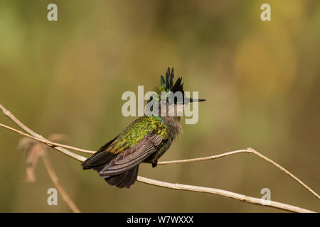 Antillean crested hummingbird (Orthorhyncus cristatus). Anse Chastenet, Saint Lucia. Stock Photo