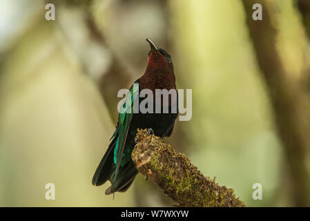 Purple-throated carib (Eulampis jugularis). Des Cartiers, Saint Lucia. Stock Photo