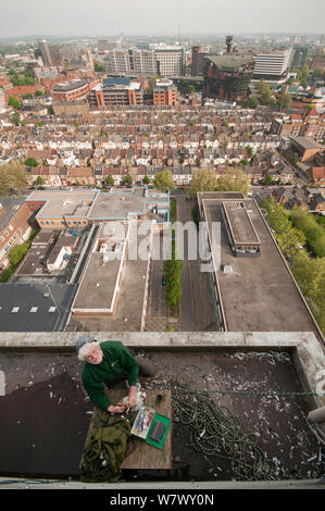 Peregrine falcon (Falco peregrinus) chick being colour ringed at urban nest site on a tall building in London. Hammersmith, London, UK. May 2013. Stock Photo