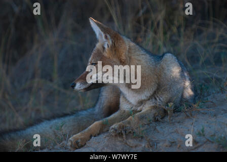 Argentine grey fox (Lycalopex griseus) Valdes Peninsula, Chubut, Patagonia, Argentina. Stock Photo