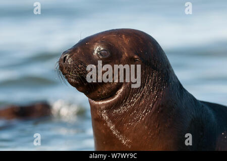 South American sea lion (Otaria flavescens) pup, Valdes Peninsula, Chubut, Patagonia, Argentina. Stock Photo