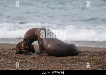 South American sea lion (Otaria flavescens) biting pup. Valdes Peninsula, Chubut, Patagonia, Argentina. Stock Photo