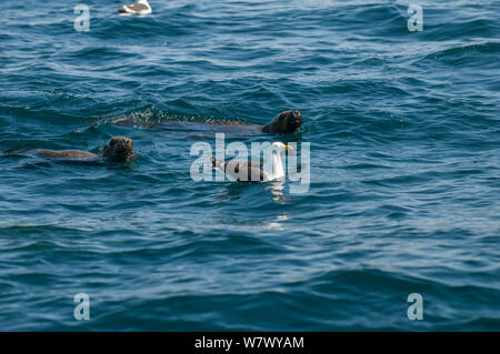 Kelp gull (Larus dominicanus) swimming and South American sea lions (Otaria flavescens) at the surface. Valdes Peninsula, Chubut, Patagonia, Argentina. Stock Photo