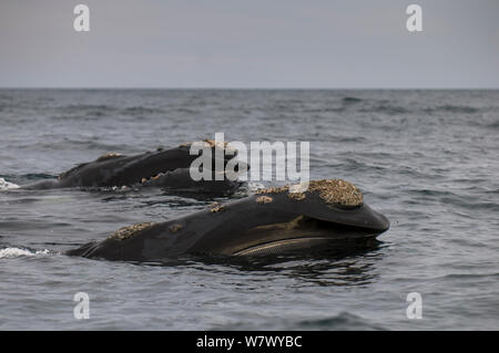 Southern right whales (Eubalaena australis) feeding at surface with barnacles on skin, Valdes Peninsula, Chubut, Patagonia, Argentina. Stock Photo