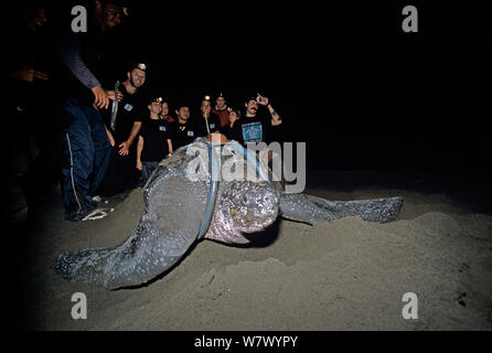 Scientists and volunteers watching Leatherback turtle (Dermochelys coriacea) with satellite transmitter cover her nest before returning to sea, Tortuguero National Park, Costa Rica. Stock Photo