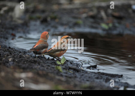 Parrot Crossbills (Loxia pytyopsittacus) Norfolk, England, UK, February Stock Photo