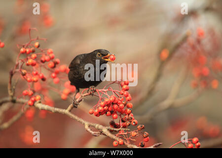 Blackbird (Turdus merula) on rowan tree feeding on berries, Norfolk England, England, UK,  January Stock Photo
