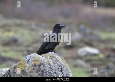 Large-billed crow (Corvus macrorhynchos) Mount Qomolangma National Park, Dingjie County, Qinghai-Tibet Plateau, Tibet, China, Asia Stock Photo