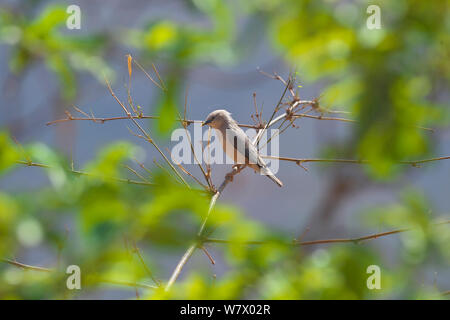 Chestnut-tailed Starling (Sturnus malabaricus) Simao Prefecture, Yunnan Province, China, Asia Stock Photo