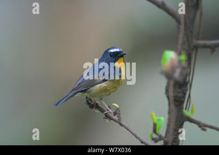 Snowy-browed Flycatcher (Ficedula hyperythra) perched Chengdu City, Sichuan Province, China, Asia Stock Photo