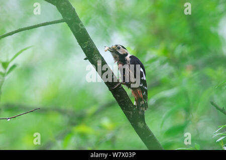 Crimson-breasted Woodpecker (Dendrocopos cathpharius) perched, Dujiangyan City, Sichuan Province, China, Asia Stock Photo