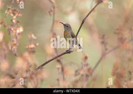 Fire-tailed Sunbird (Aethopyga ignicauda) perched, Gaoligong Mountain National Nature Reserve, Tengchong county, Yunnan Province, China, Asia Stock Photo