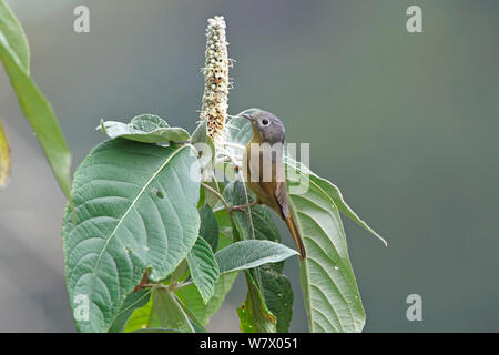 Grey-cheeked Fulvetta (Alcippe morrisonia) feeding on flower, Gaoligong Mountain National Nature Reserve, Tengchong county, Yunnan Province, China, Asia Stock Photo