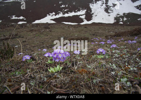 Drumstick primula (Primula denticulata) flowers, Makalu Mountain, Mount Qomolangma National Park, Dingjie County, Qinghai-Tibet Plateau, Tibet China, Asia Stock Photo