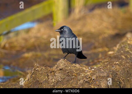 Jackdaw (Corvus monedula) feeding on farmland, Norfolk, February. Stock Photo