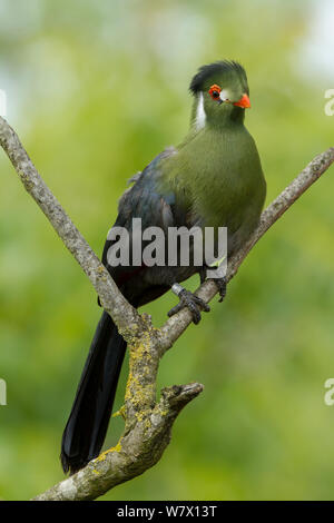 White-cheeked turaco (Tauraco leucotis) captive at zoo, occurs in Eritrea, Ethiopia, and South Sudan. Stock Photo