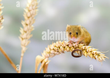Very cute harvest mouse (Micromys minutus) in the garden. They are extremely small. Stock Photo