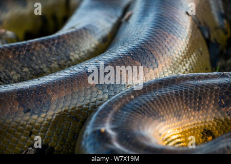 Giant Anaconda (Eunectes murinus) close up of body, Hato El Cedral, Llanos, Venezuela. Stock Photo