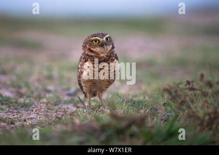 Burrowing Owl (Athene cunicularia) portrait, Hato El Cedral. Llanos. Venezuela. Stock Photo