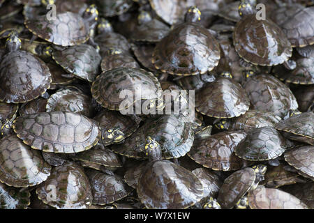 Giant South American turtle (Podocnemis expansa) baby held in human ...