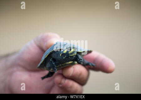 giant South American river turtle (Podocnemis expansa) tortuga arrau ...