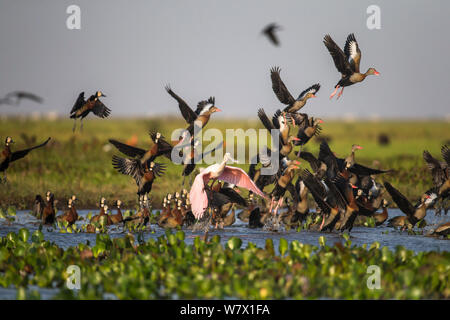 Mixed flock of White-faced Whistling Duck (Dendrocygna viduata), Black-bellied Whistling-duck (Dendrocygna autumnalis) and Roseate Spoonbill (Ajaia ajaia) taking off the shallow water of Hato El Cedral, Llanos, Venezuela. Stock Photo