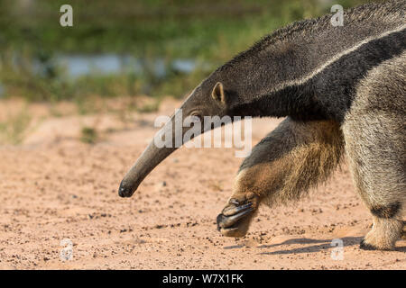 Giant anteater (Myrmecophaga tridactyla) portrait, Hato El Cedral. Llanos, Venezuela. Stock Photo