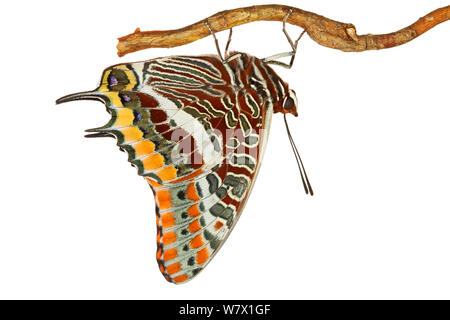 Two-tailed Pasha (Charaxes jasius) hanging from branch, Italy, March. meetyourneighbours.net project Stock Photo