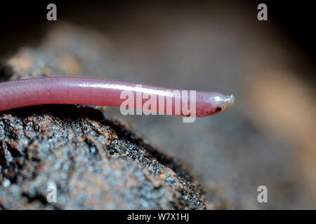 Beaked thread snake (Myriopholis algeriensis) profile, near Ouarzazate, Morocco. Stock Photo