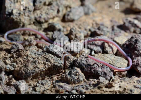 Beaked thread snake (Myriopholis algeriensis) near Ouarzazate, Morocco. Stock Photo