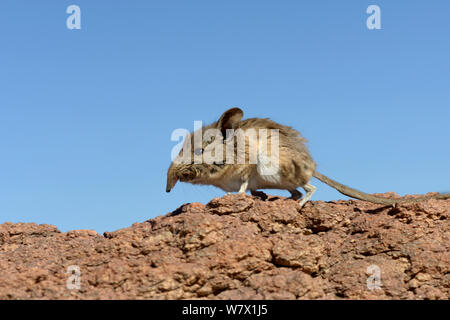 North African elephant shrew (Elephantulus rozeti) profile, near Ouarzazate, Morroco. Stock Photo