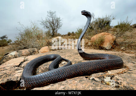 Egyptian cobra (Naja haje) with head raised up and hood expanded, Morocco. Stock Photo