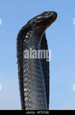 Egyptian cobra (Naja haje) with head up and hood expanded, near Tiznit, Morocco. Stock Photo
