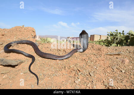 Egyptian cobra (Naja haje) with head up and hood expanded, near Taroudant, Morocco. Stock Photo