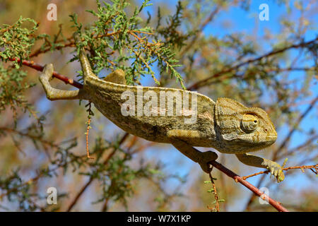 Mediterranean Chamaeleon (Chamaeleo chamaeleon) walking along branch, near Taznakht, Morroco. Stock Photo