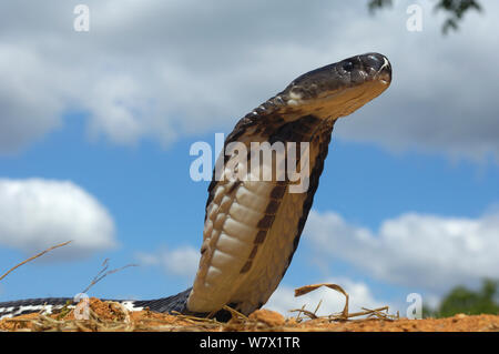 Asian spitting cobra (Naja siamensis) with head raised and hood expanded, South East Asia. Stock Photo