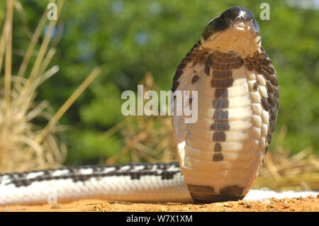 Asian spitting cobra (Naja siamensis) with head raised and hood expanded, South East Asia. Stock Photo